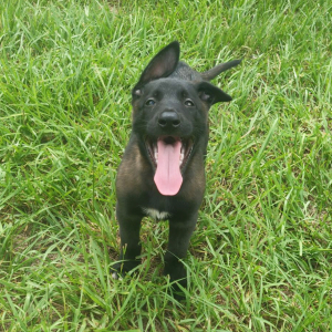Belgian Malinois Puppy Rusty