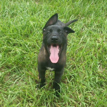 Belgian Malinois Puppy Rusty