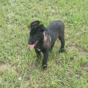 Belgian Malinois Puppy Rusty