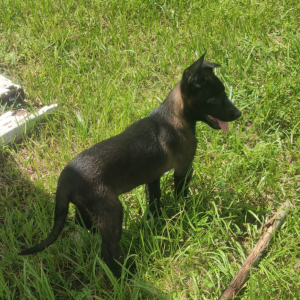 Belgian Malinois Puppy Rusty