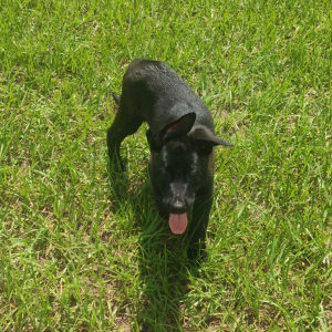 Belgian Malinois Puppy Rusty