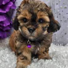 Shihpoo Puppy Billy