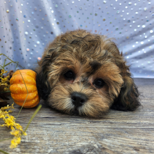 Shihpoo Puppy Billy