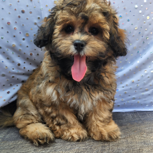Shihpoo Puppy Billy