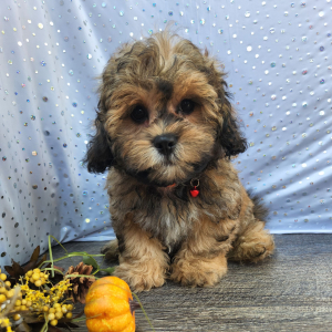 Shihpoo Puppy Billy