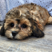 Shihpoo Puppy Billy