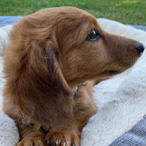Dachshund Puppy Carmine