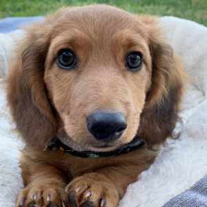 Dachshund Puppy Carmine