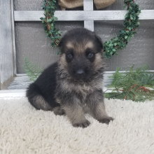 German Shepherd Dog Puppy Zeke