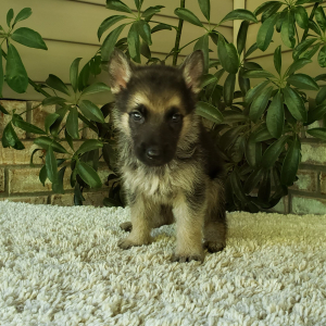 German Shepherd Dog Puppy Zeke