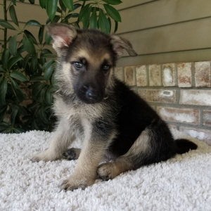 German Shepherd Dog Puppy Zeke