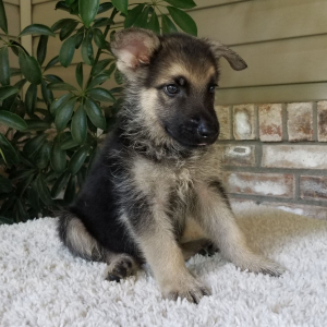 German Shepherd Dog Puppy Zeke