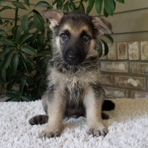 German Shepherd Dog Puppy Zeke