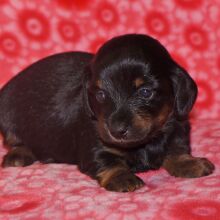Dachshund Puppy Tootsie
