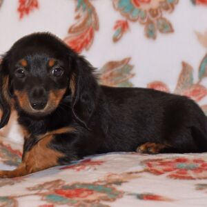 Dachshund Puppy Tootsie