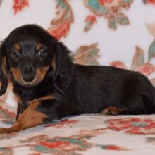 Dachshund Puppy Tootsie