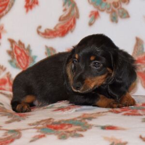 Dachshund Puppy Tootsie