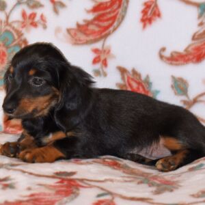 Dachshund Puppy Tootsie