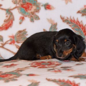 Dachshund Puppy Tootsie