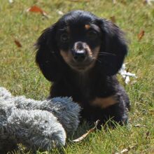 Dachshund Puppy Tootsie