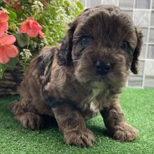 Cockapoo Puppy Xane