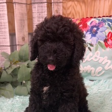 Goldendoodle Puppy Ava