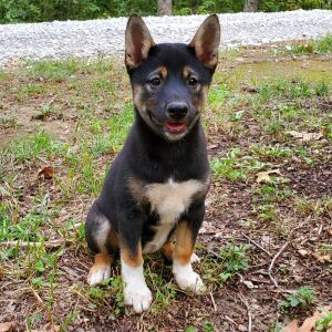 Shiba Inu Puppy Zoe