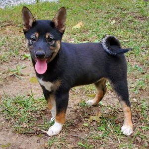 Shiba Inu Puppy Zoe