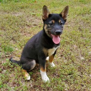 Shiba Inu Puppy Zoe