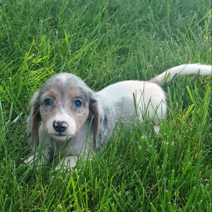 Dachshund Puppy Amy