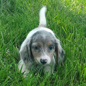 Dachshund Puppy Amy
