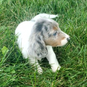 Dachshund Puppy Amy
