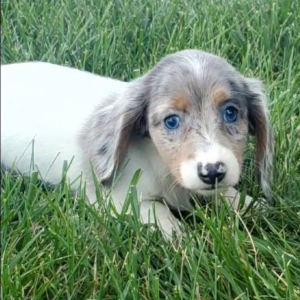 Dachshund Puppy Amy