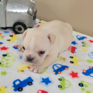 French Bulldog Puppy Arlo