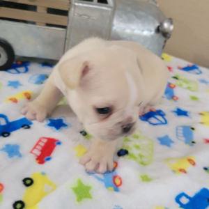 French Bulldog Puppy Arlo