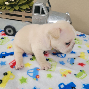 French Bulldog Puppy Arlo