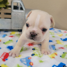 French Bulldog Puppy Arlo