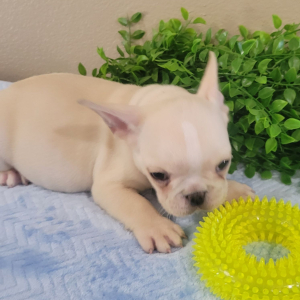 French Bulldog Puppy Arlo