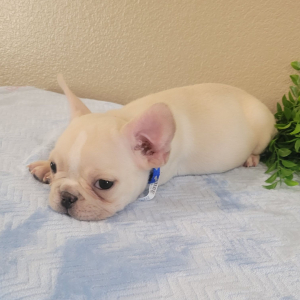 French Bulldog Puppy Arlo