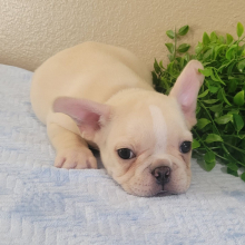 French Bulldog Puppy Arlo