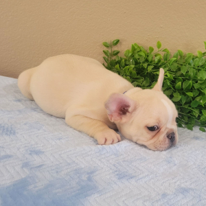 French Bulldog Puppy Arlo