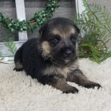 German Shepherd Dog Puppy Joy