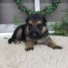German Shepherd Dog Puppy Joy