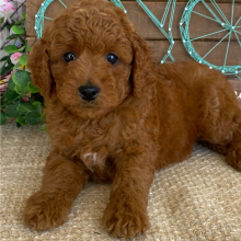 Goldendoodle Puppy Glenda