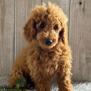 Goldendoodle Puppy Glenda