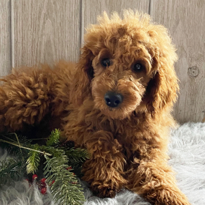 Goldendoodle Puppy Glenda