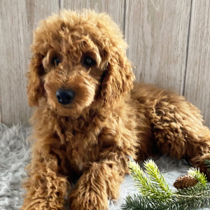 Goldendoodle Puppy Glenda