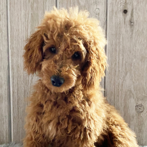 Goldendoodle Puppy Glenda