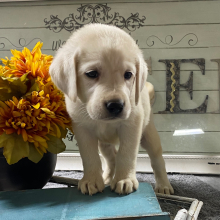 Labrador Retriever Puppy Miss Bella