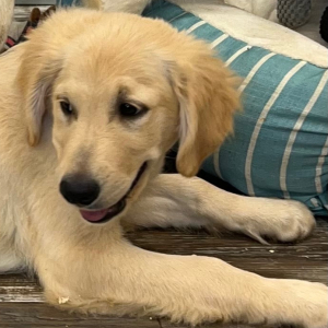Golden Retriever Puppy Dylan